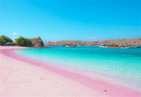 Pantai Pink Flores